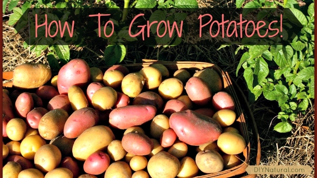 The Spud Chronicles: Unlocking the Secrets of Successful Potato Planting