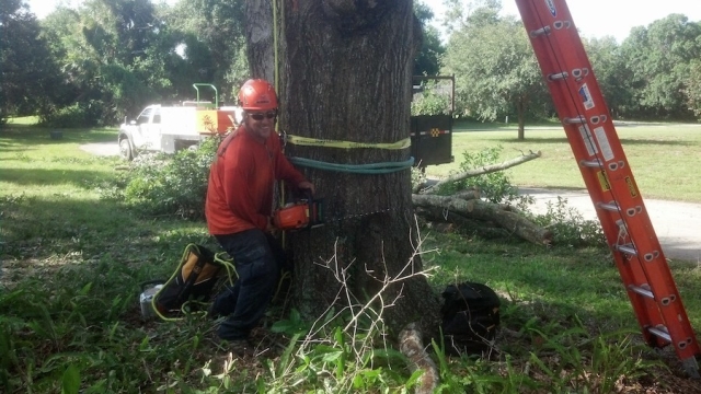 From Branches to Stumps: Unmasking the Art of Tree Removal
