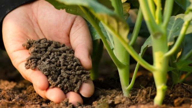 Unlocking the Secrets of Thriving Gardens: The Power of Organic Soil