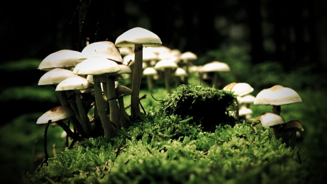 From Fungi to Feasts: Unleashing the Magic of Mushroom Growing