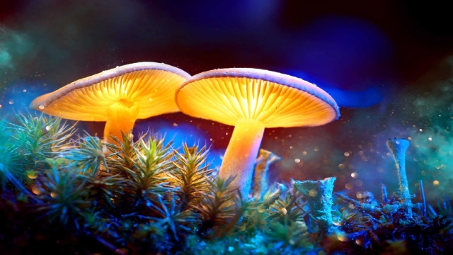 Unlocking the Secrets of Fungi: The Art of Mushroom Cultivation