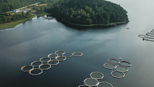 Revolutionizing the Blue: The Future of Aquaculture Technology