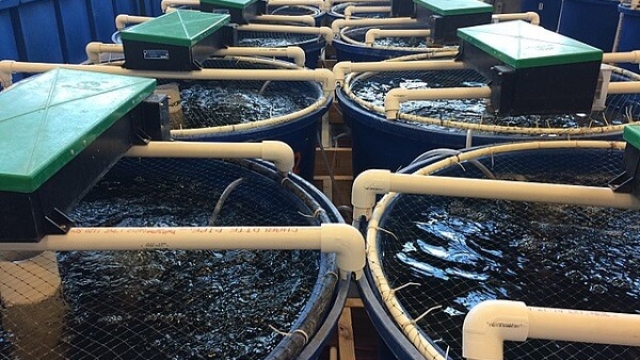 Revolutionizing the Waters: The Future of Aquaculture Technology