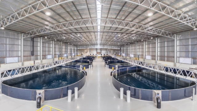 Revolutionizing the Waters: The Future of Aquaculture Technology